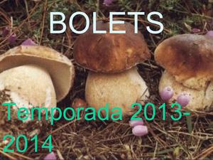 ANAR A BUSCAR BOLETS