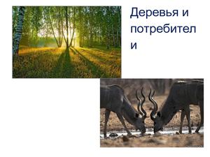 Работа Куцевалова А.