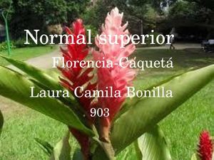 heliconias en nuestro bello caqueta