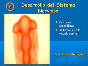 Sistema Nervioso II-1