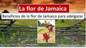 la flor de jamaica propiedades y beneficios para adelgazar