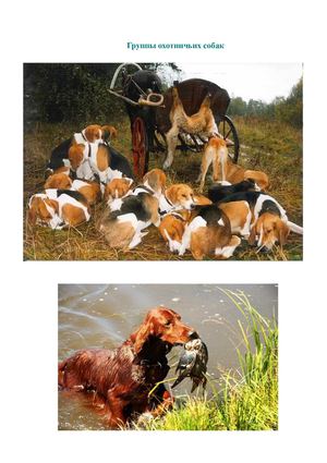 Краткая характеристика охотничьих собак