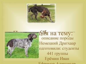 Немецкий дратхаар