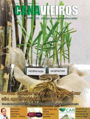 Novas cultivares de cana-de-açúcar são apresentadas pelo IAC