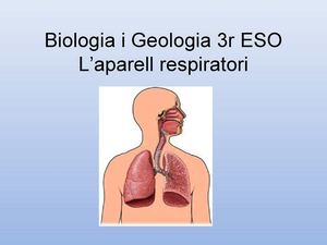 Sistema Respiratori