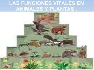 Funciones vitales de animales y plantas