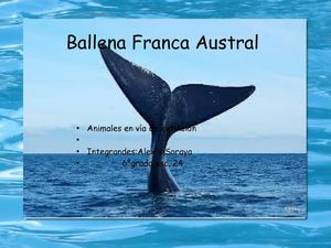 La ballena en peligro.