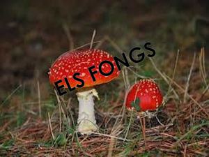 ELS FONGS3