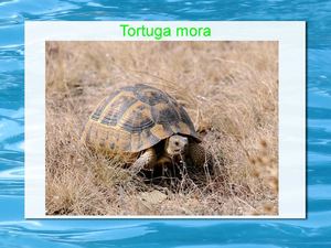 La tortuga mora o griega