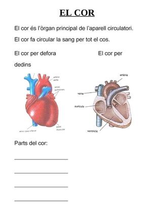 cor 3 parts del cor