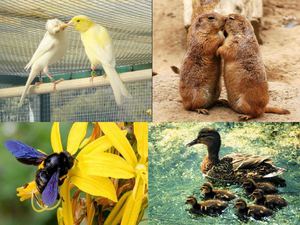 REPRODUCCIÓN HUMANA