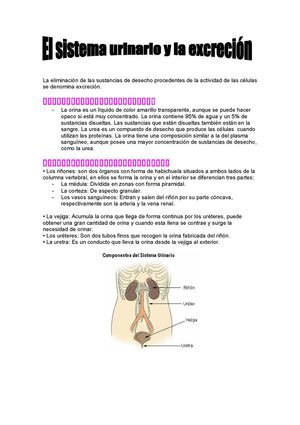 El sistema urinario y la excreción