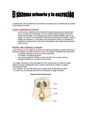 El sistema urinario y la excreción
