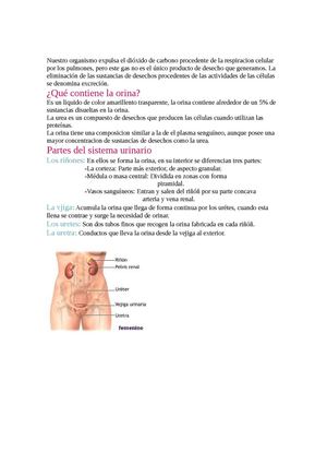 Nuestro organismo expulsa el dióxido de carbono procedente de la respiracion celular por los pulmones