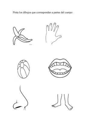 Ficha partes del cuerpo