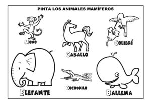 Ficha Mamíferos