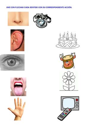 Ficha los sentidos