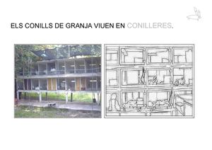 dónde viven los conejos