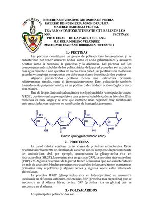 las pectinas de la pared celular