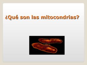 Mitocondrias 