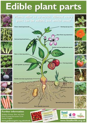 Edible Plant Parts: Growing Guides for Students + Teachers + Organic School Gardens