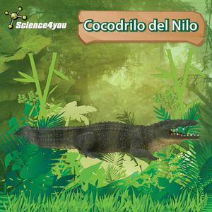 Conteudo Online Cocodrilo del Nilo