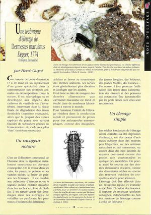 élevage coleoptère  dermestes  maculatus