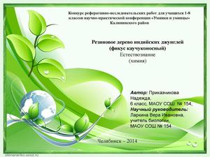 резиновое дерево джунглей (фикус каучуконосный)