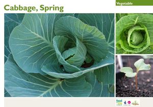 Spring Cabbage Growing Guides for Students + Teachers + Organic School Gardens