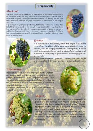 Grape variety