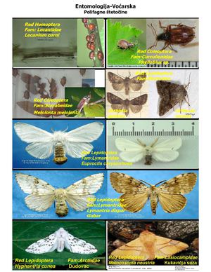 96506906-Entomologija-Vocarska
