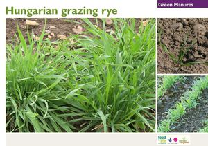 Hungarian Grazing Rye - Green Manures