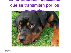 ENFERMEDADES INFECCIOSAS TRANSMITIDAS POR ANIMALES