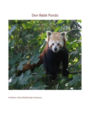 Den røde Panda