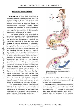 metabolismo ac. folico