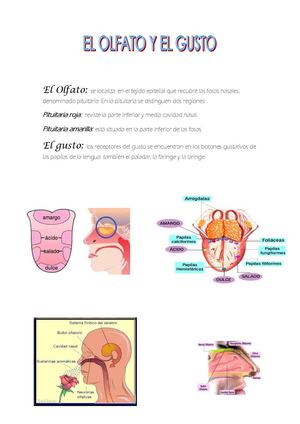 El Olfato Y el Gusto