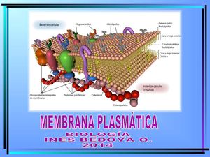 MEMBRANA BIOLOGICA