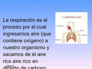 el sistema respiratorio