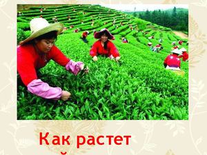как растет чай
