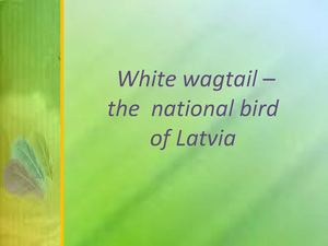 national bird  of Latvia 