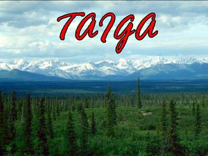 taiga