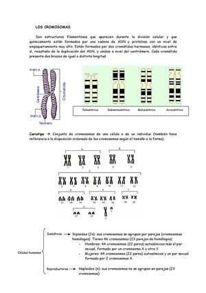 Cromosomas y división celular