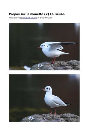 Propos sur la Mouette (2) : la Rieuse.