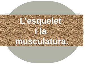 esquelet i musculatura