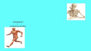 esquelet i musculatura 2