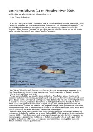 Les Harles bièvres en Finistère décembre 2010