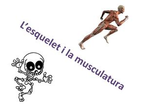 power point esquelet i musculatura acaBat