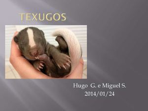 Texugos