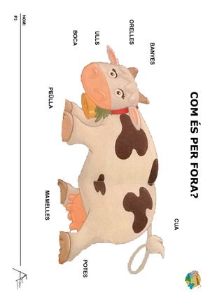 VACA P3 - fitxes color