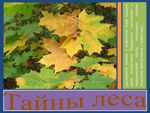 Тайны леса
